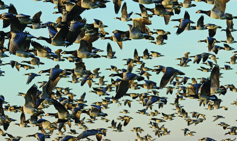 image of Barnacle geese flock flying -copyright Nigel Voaden