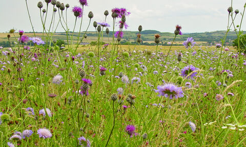 wild flowers in a Coronation Meadow  2005- copyright Barrie Wilkinson