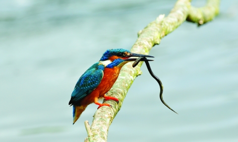 image of a kingfisher holding a lamprey by Tommy Holden