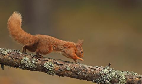 Image of a Red squirrel running along a tree branch. Copyright Luke Massey/2020VISION