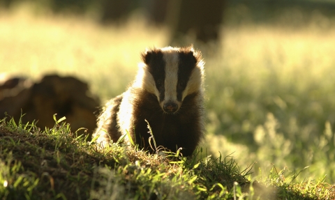 image Portrait of an alert adult badger backlit by evening sunlight Derbyshire UK - copyright Andrew Parkinson/2020VISION