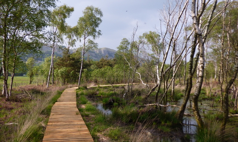 image of boardwalk path at Foulshaw moss