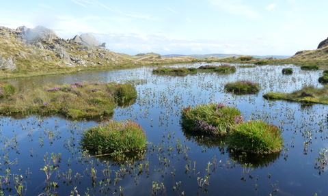 Image of a bog pool at Dunnerdale