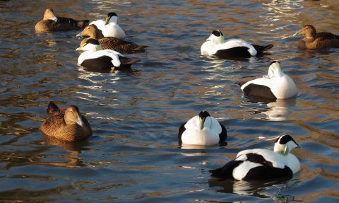 image of eider ducks in the water