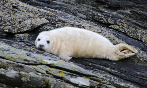 image of Grey seal pup on rocks  - copyright Lara Howe