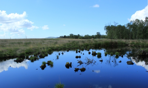 image of peat bog at foulshaw moss nature reserve