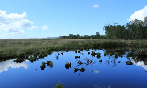 image of peat bog at foulshaw moss nature reserve