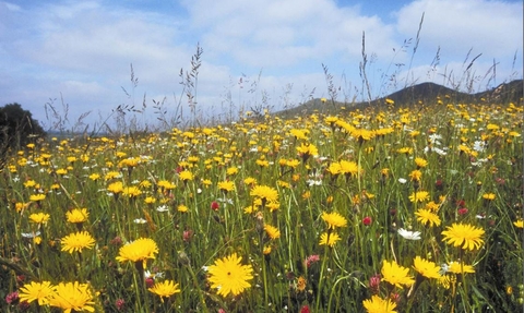 Wildflower meadow in full bloom