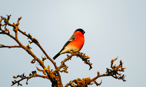 image of a male Bullfinch perching on a branch against a blue sky - copyright amy lewis