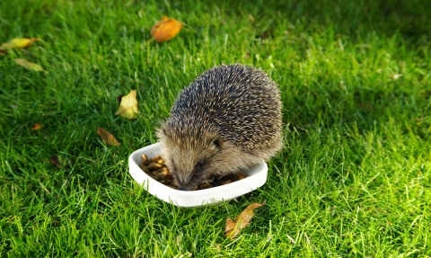 Hedgehog eating food -copyright Gillian Day