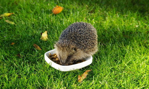 Hedgehog eating food -copyright Gillian Day