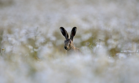 Brown hare in a field of wild flowers - copyright David Tipling 2020VISION