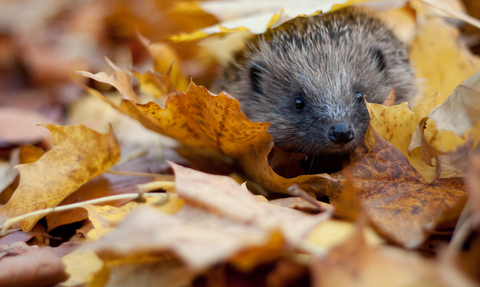 Hedgehog in autumn leaves © Tom Marshall