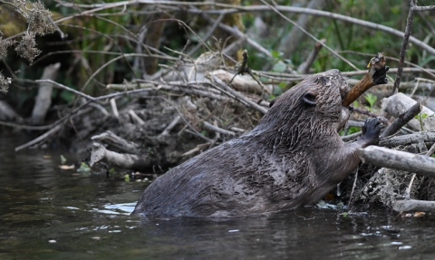 Beaver in river