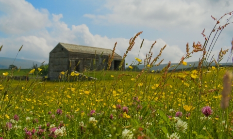 Image of a hay barn and meadow in summer