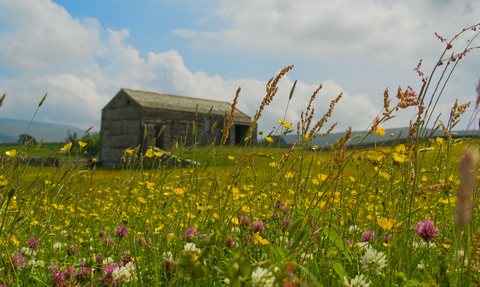 Image of a hay barn and meadow in summer