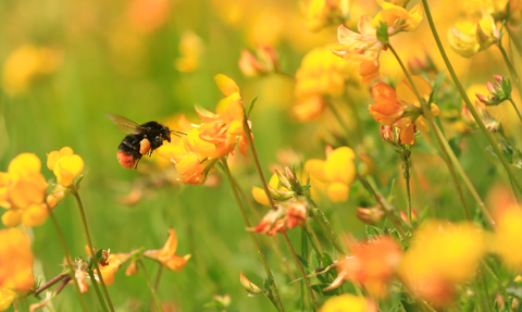 Bumblebee © John Hawkins