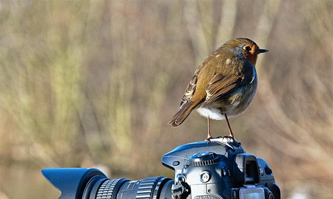 Robin on digital camera - copyright Chris Maguire