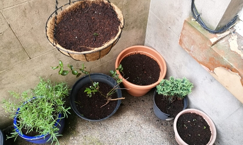 wildflower pots and a windowsill garden
