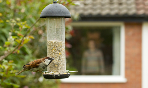 Sparrow on feeder - copyright Ben Hall 2020VISION