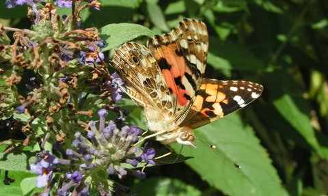 Painted lady on buddleia -copyright Richard Burkmar