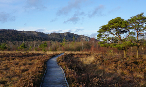 Foulshaw Moss Nature Reserve