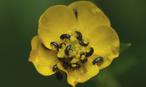 beetles pollinating a flower
