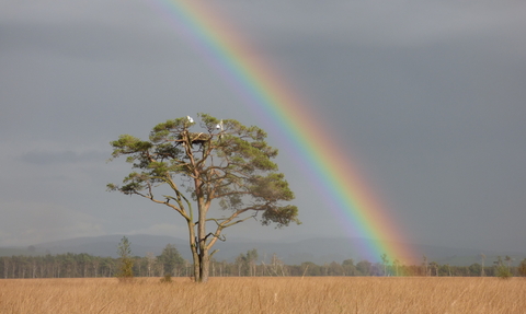 Foulshaw Moss rainbow