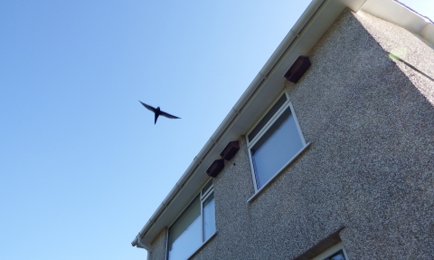 Swifts flying over a house with swift boxes © Kendal Swifts