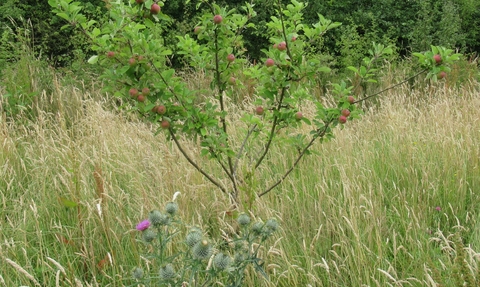 Apple tree at Gosling Sike ©Helen Roberts