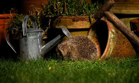 Hedgehog and watering can and plant pots and garden spade - Jon Hawkins Surrey Hills Photography