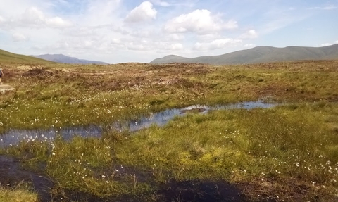 Cotton-grass flourishing at Armboth, following  peatland restoration work with National Trust, United Utilities, Natural England & Defra © Cumbria Wildlife Trust