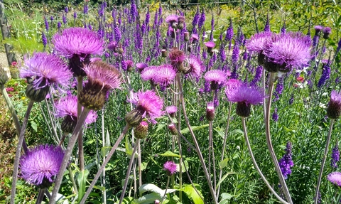 purple thistles in a wildlife garden