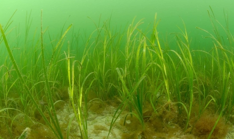 Image of seagrass bed © Paul Naylor