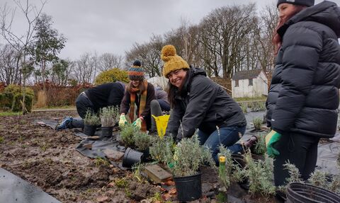 People planting pollinator friendly lavender plants