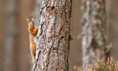A red squirrel clinging to a tree trunk