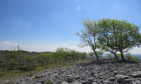 Ash tree on Whitbarrow