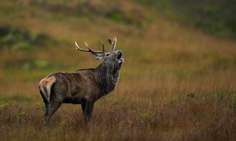 Red deer stag by Mark Meth-Cohn