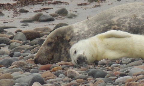 Grey seal pup and its mother on a pebble beach