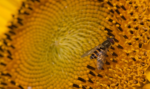 Hoverfly on a sunflower copyright Vaughn Matthews