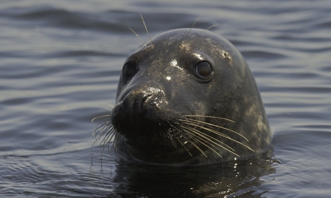 Grey seal - 2020VISION Divers, Alex Mustard and Ben Burville, working in the waters around the Farne Islands, Northumberland © Rob Jordan/2020VISION