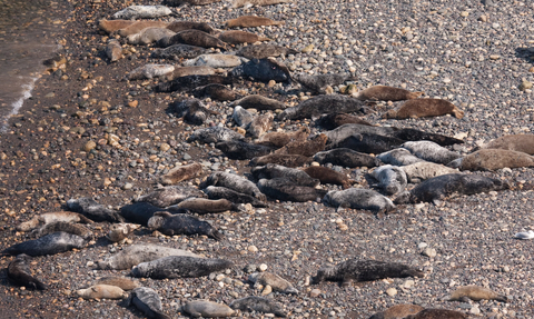 Grey seals hauled out on pebble beach credit Vaughn Matthews