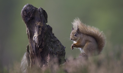 Red squirrel (Sciurus vulgaris) in pine forest, Glenfeshie, Scotland copyright Peter Cairns-2020VISION