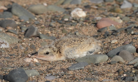 Image of little tern chick on pebbles at South Walney Nature Reserve