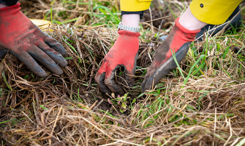 Plug planting, Penrith 2023