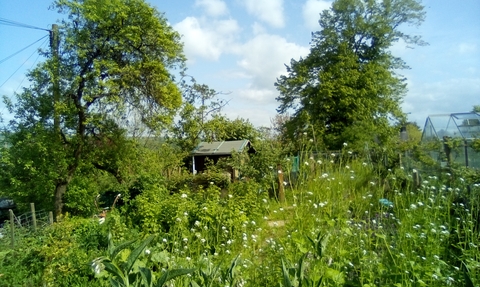 wild rose bush in allotment garden © Jamie Smith