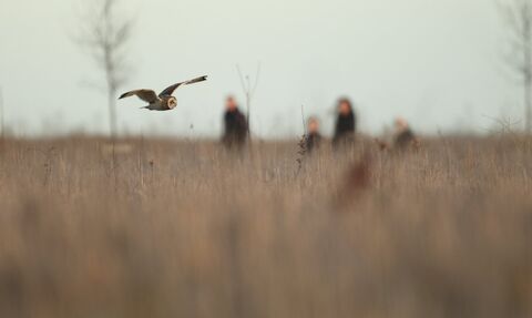 Short eared owl hunts with people in background copyright Luke Massey/2020VISION