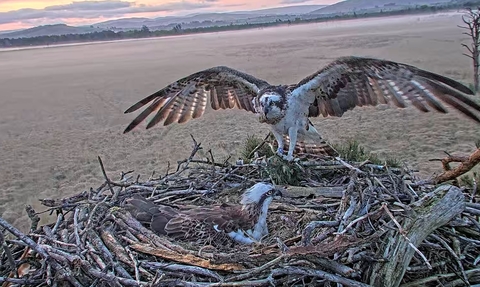 Osprey cam image of Foulshaw Ospreys breeding pair on the nest - White YW and Blue 35