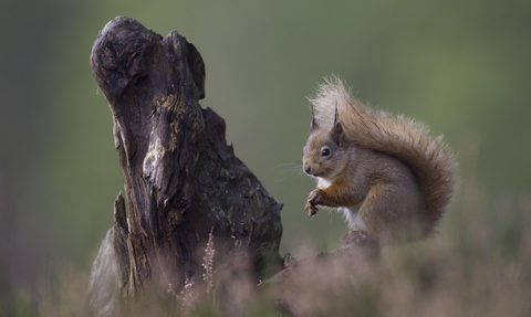   Red squirrel (Sciurus vulgaris) in pine forest, Glenfeshie, Scotland © Peter Cairns/2020VISION