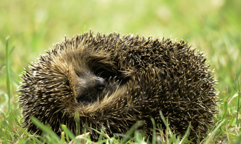 Hedgehog in a ball credit Amy Lewis